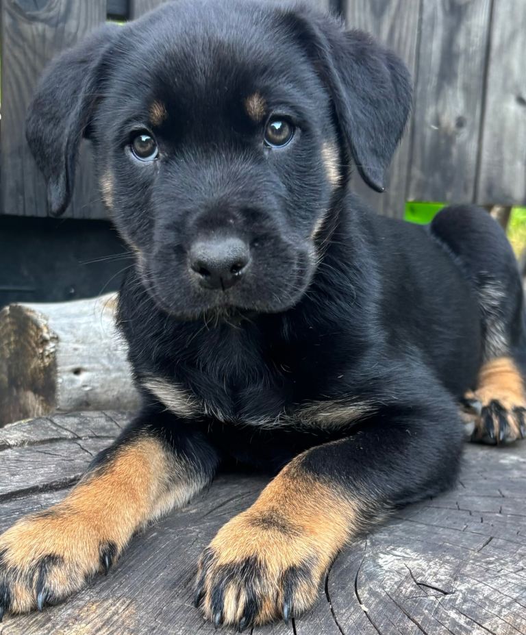 Border Rottie puppies for sale 