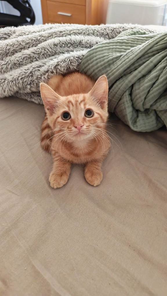 Short hair Ginger kitten left 