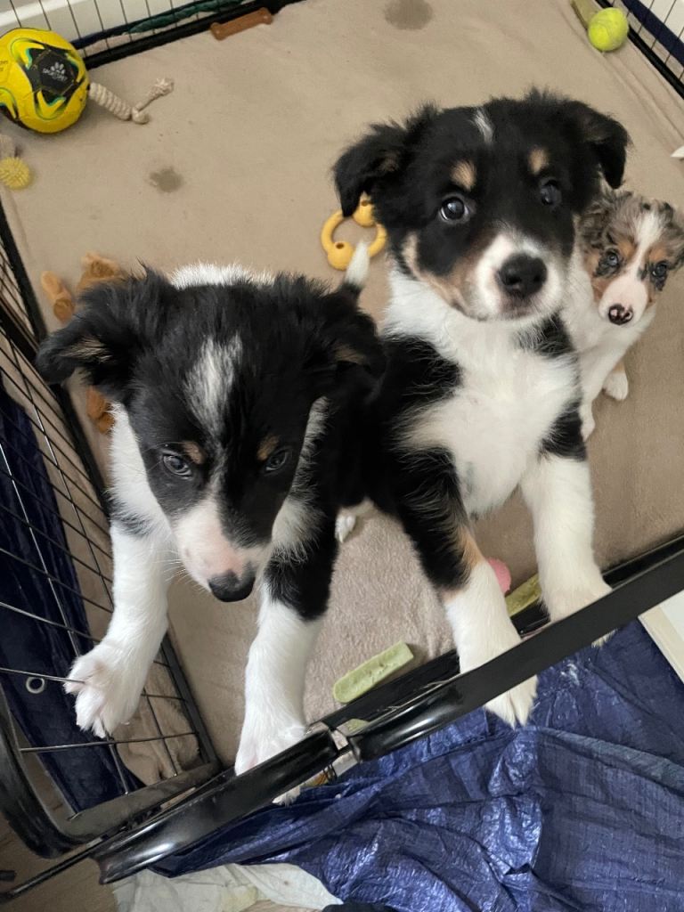 READY NOW!! Australian shepherd x collie puppies