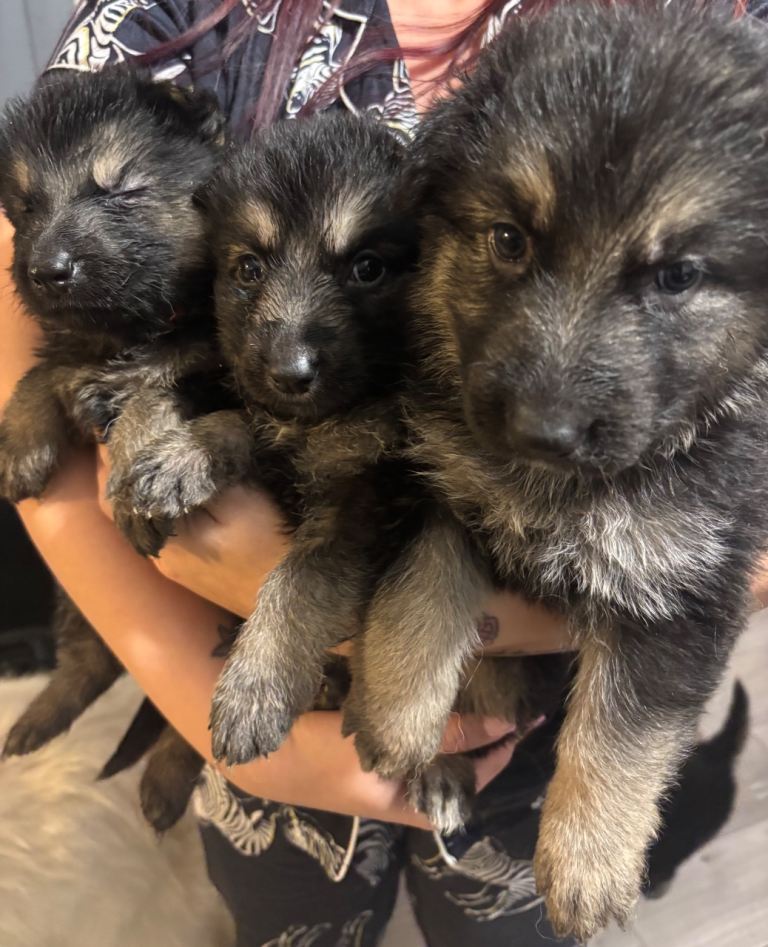 German shepherd puppies 