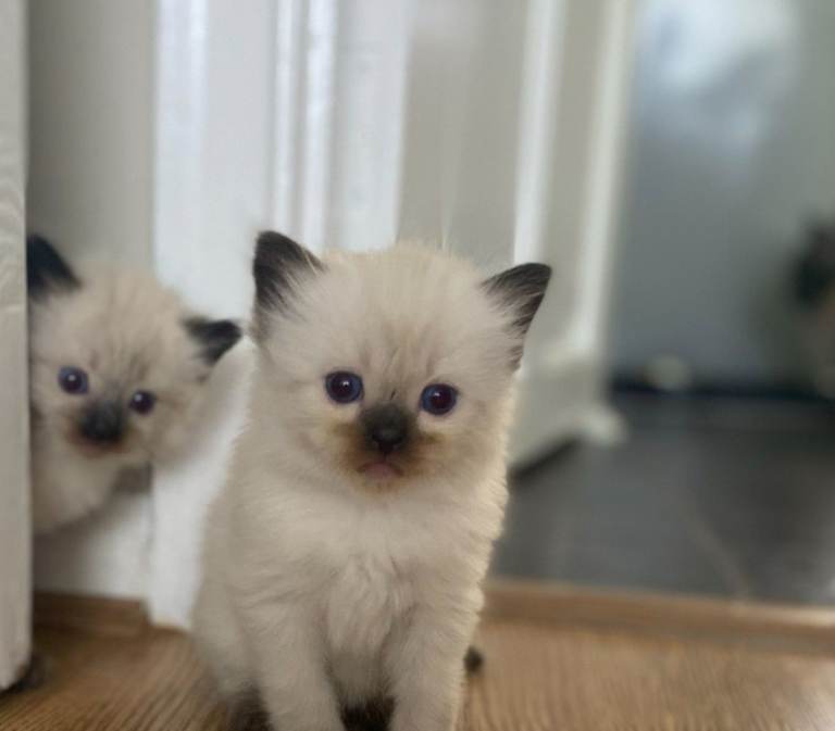 Blue eye Ragdoll kittens
