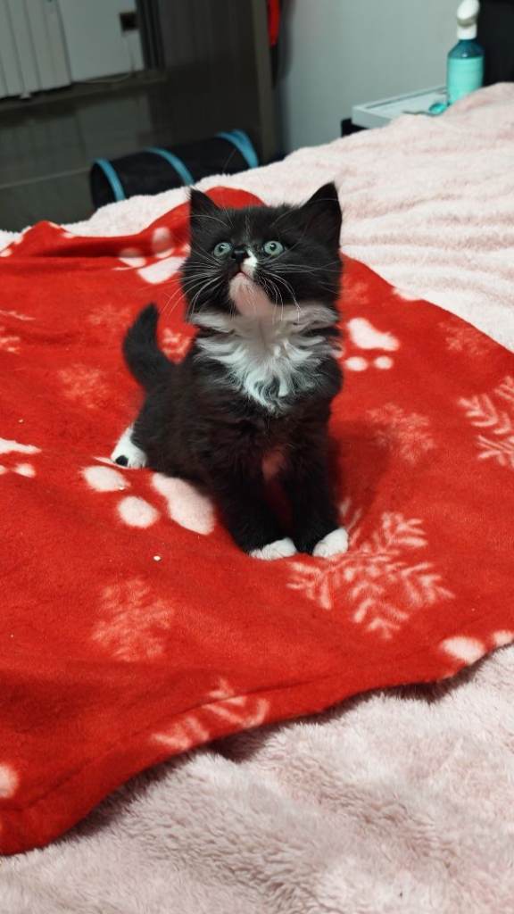 2 adorable male kittens 