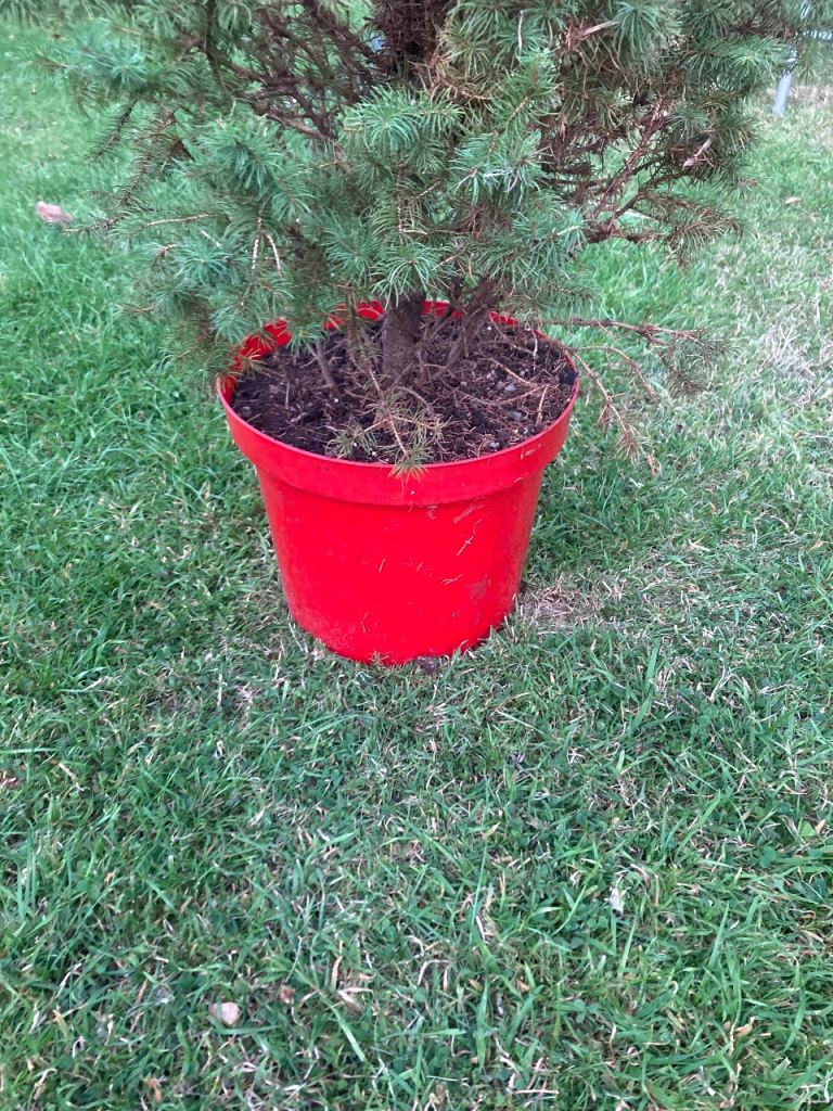 Environment  friendly real Christmas tree plant