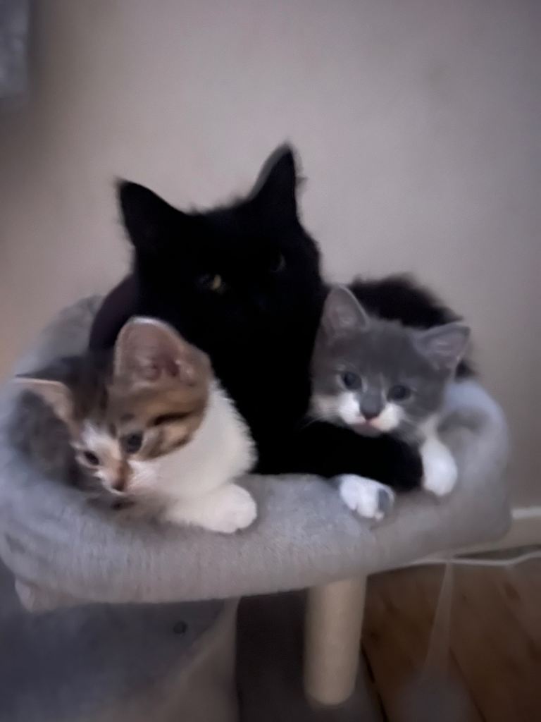 10 week old kittens 