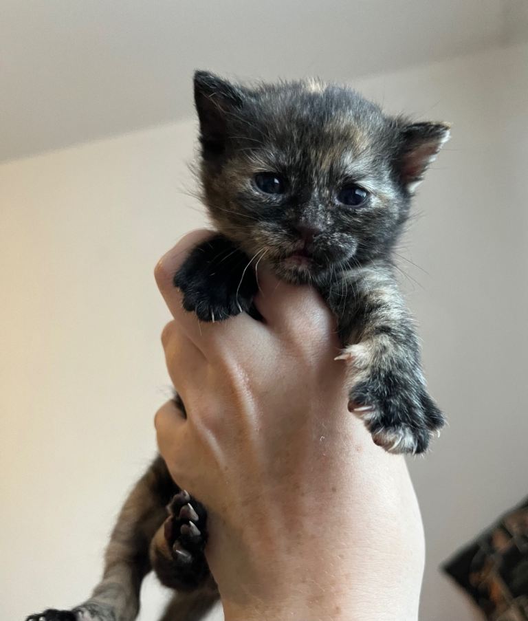 Beautiful litter of kittens 