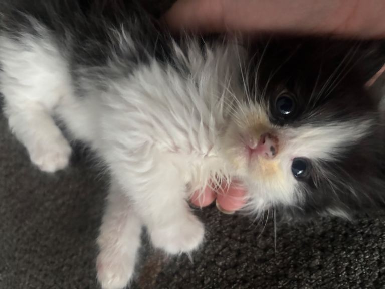 Beautiful kittens