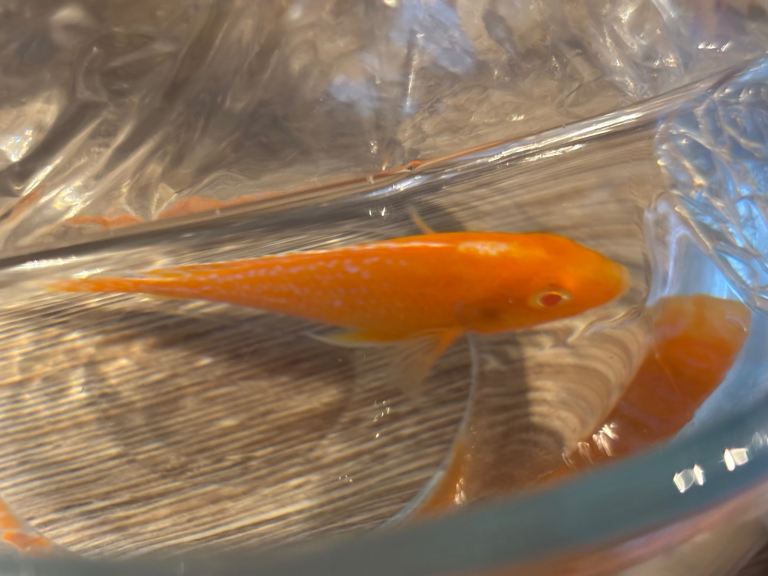 Dragon blood cichlid 
