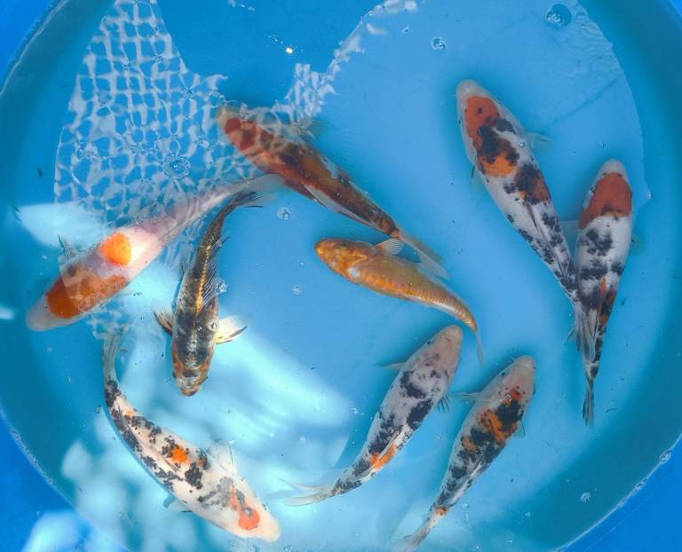 1-15" mixed koi, 4-12" butterfly koi PLEASE SEE PRICING