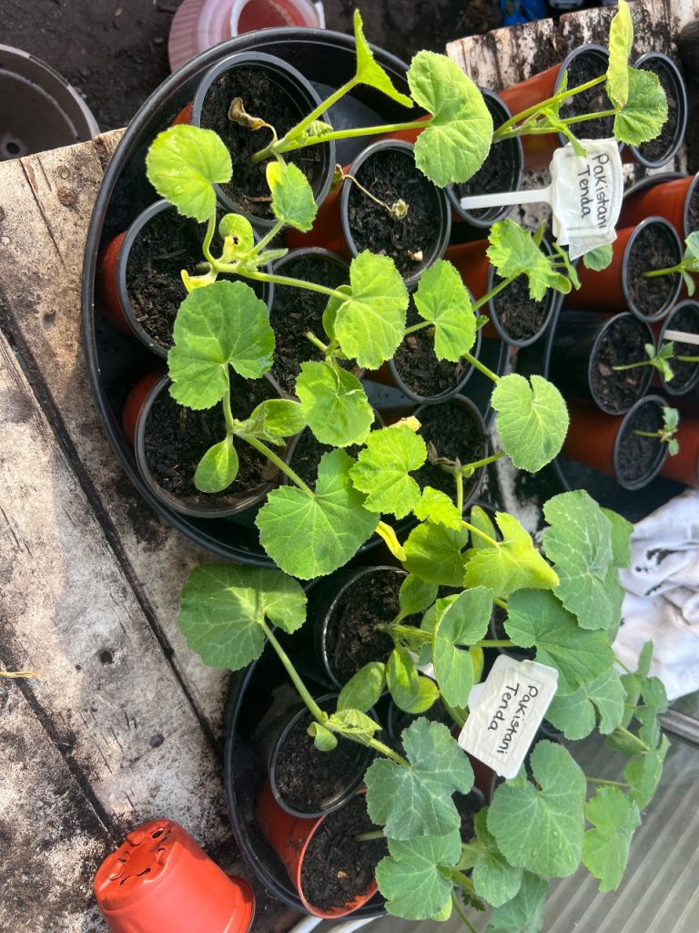 Pakistani Tinda Seedlings – Healthy & Ready to Plant 🌱 