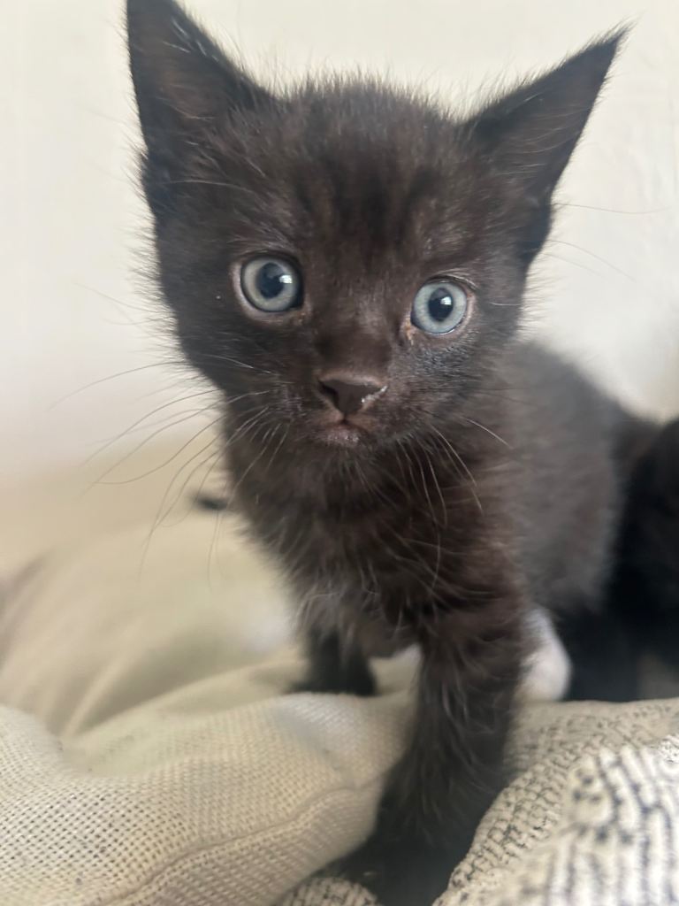 Kittens for sale 