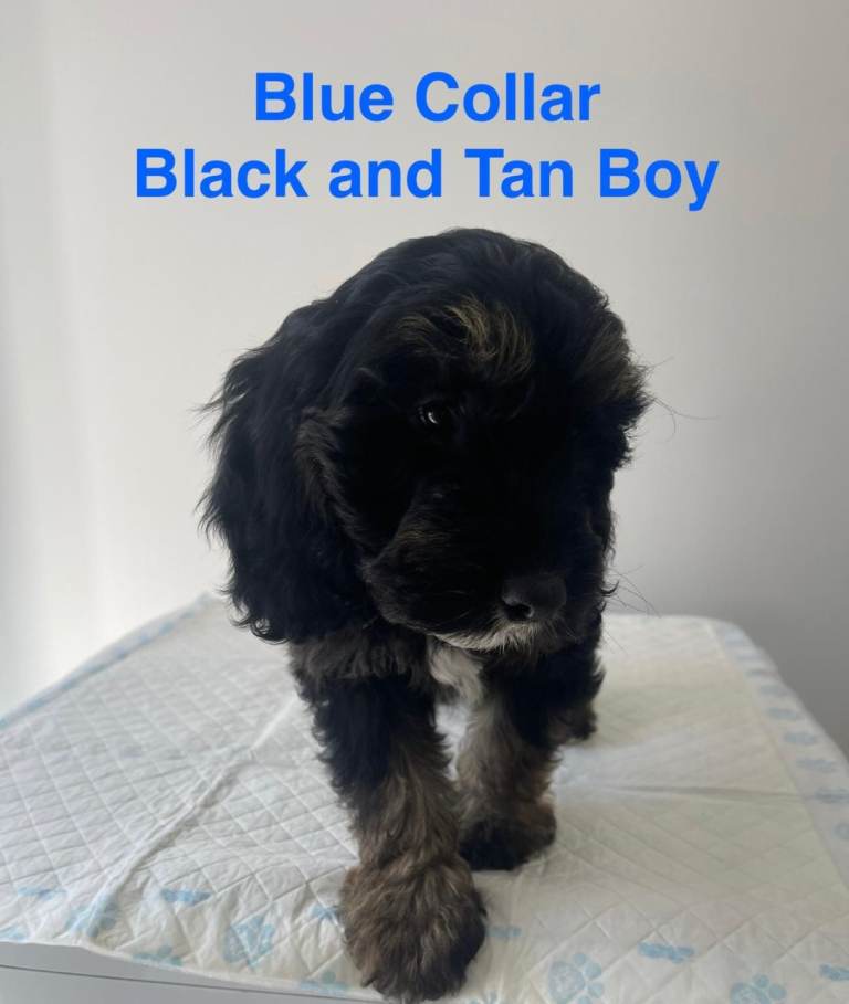  6 F1 Cockapoo Puppies (2 Remaining Ready to leave) 