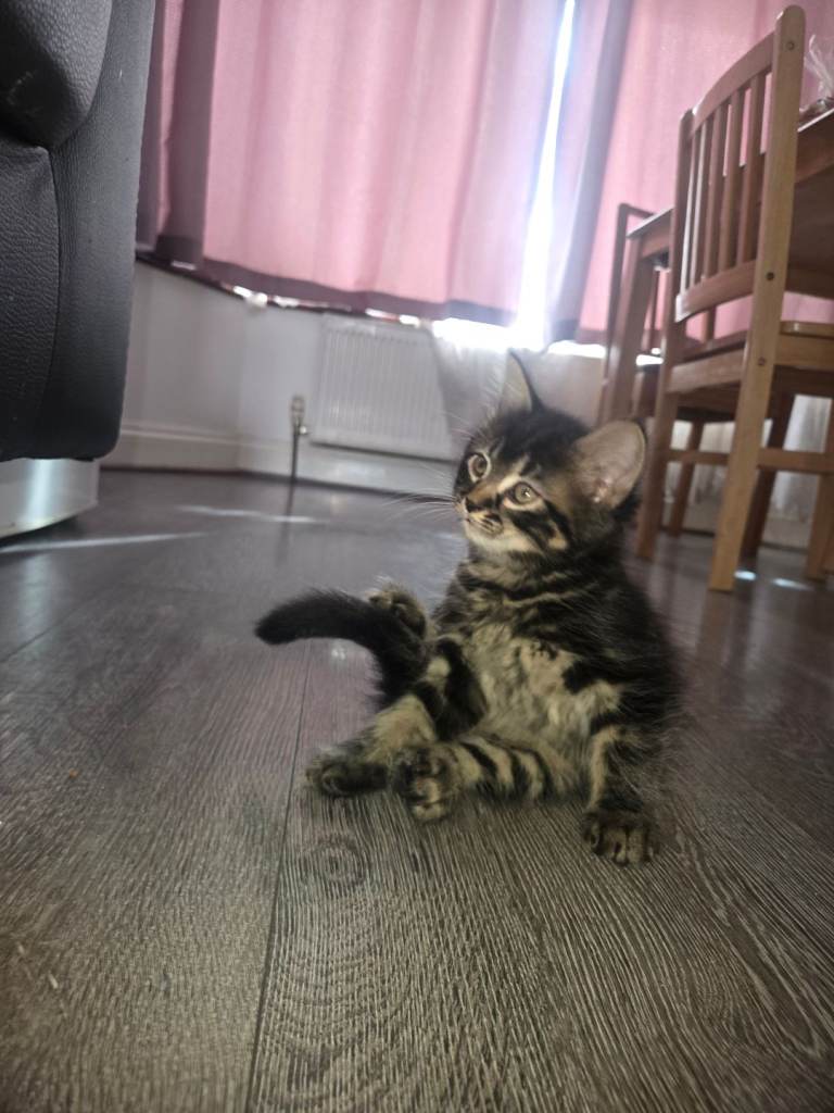 Kittens