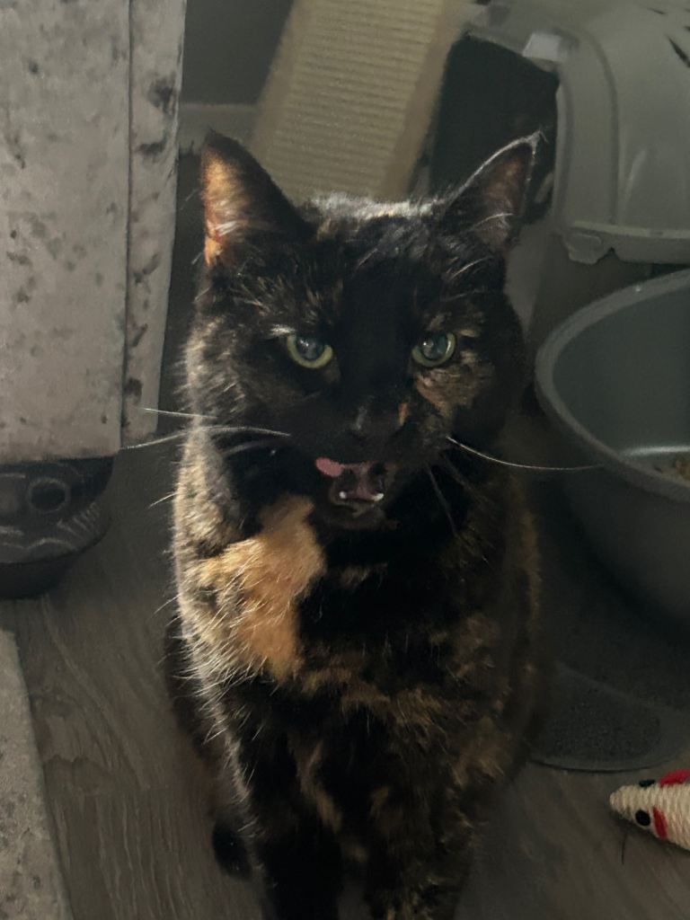 Tortoiseshell cat