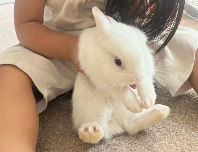 Netherland Dwarf Bunny (Rabbit) 
