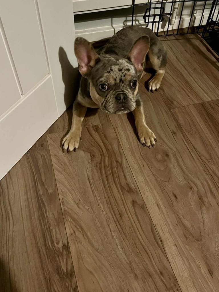 Female Merle French bulldog 