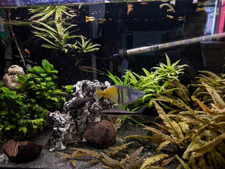 Boesemans Rainbowfish, Flying Foxes, BNPs and Guppies (selling whole setup, see description!)
