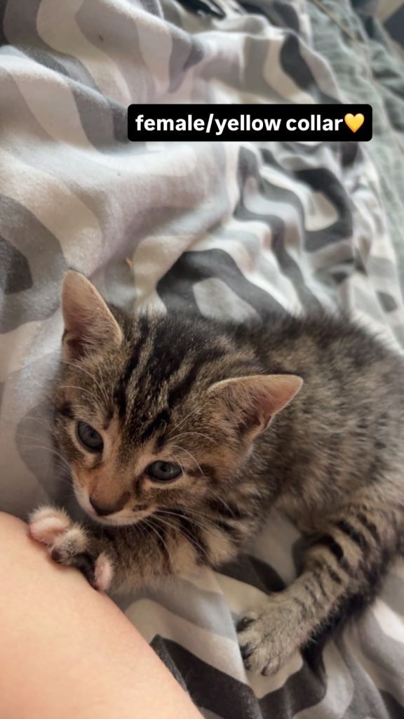 Two Beautiful Kittens Looking For Their Forever Homes