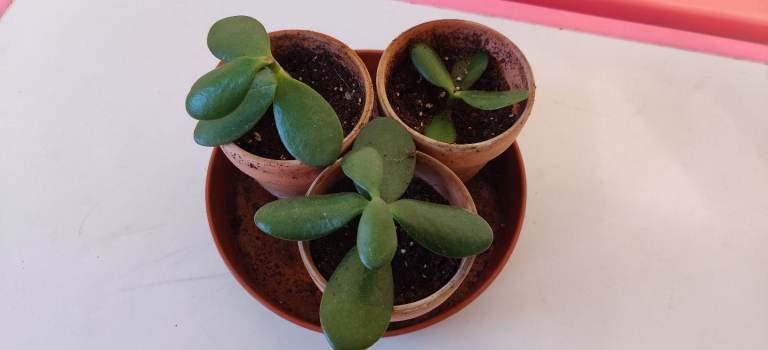 image for Baby jade plant