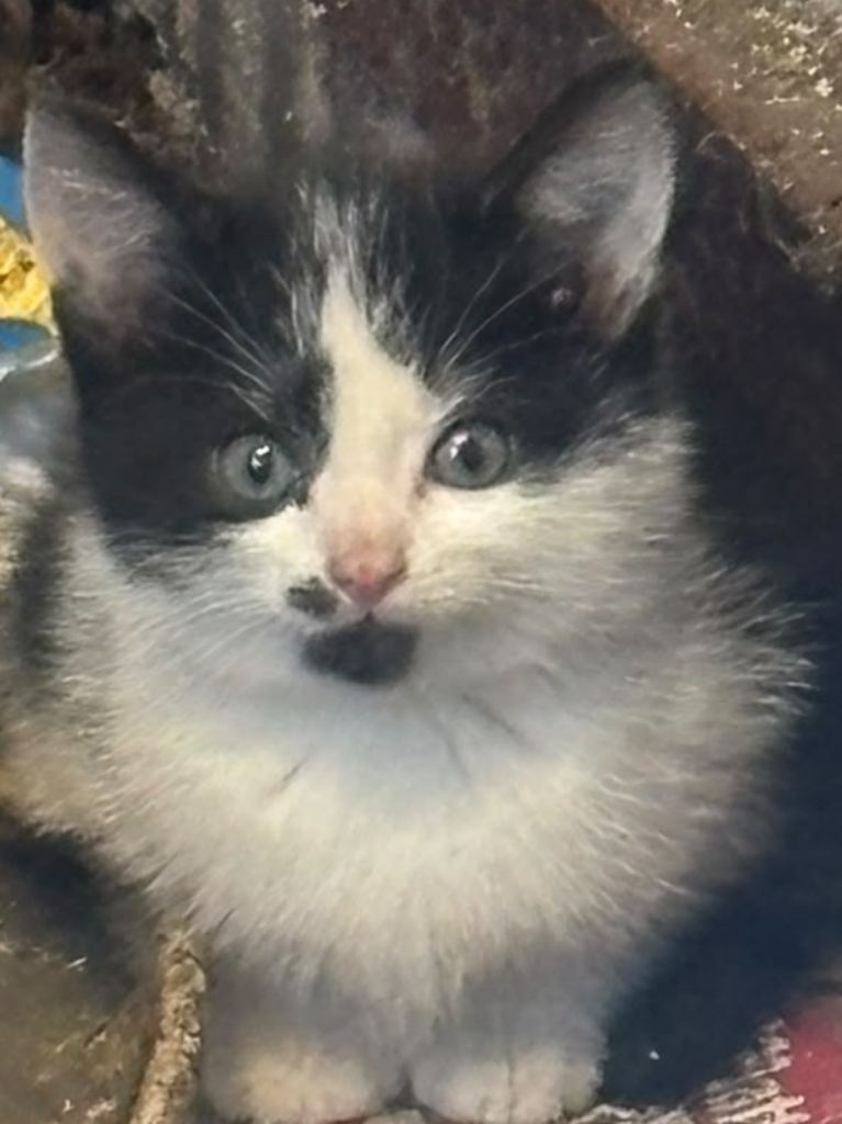 (1 black and white left  ) British short hair kittens ready 