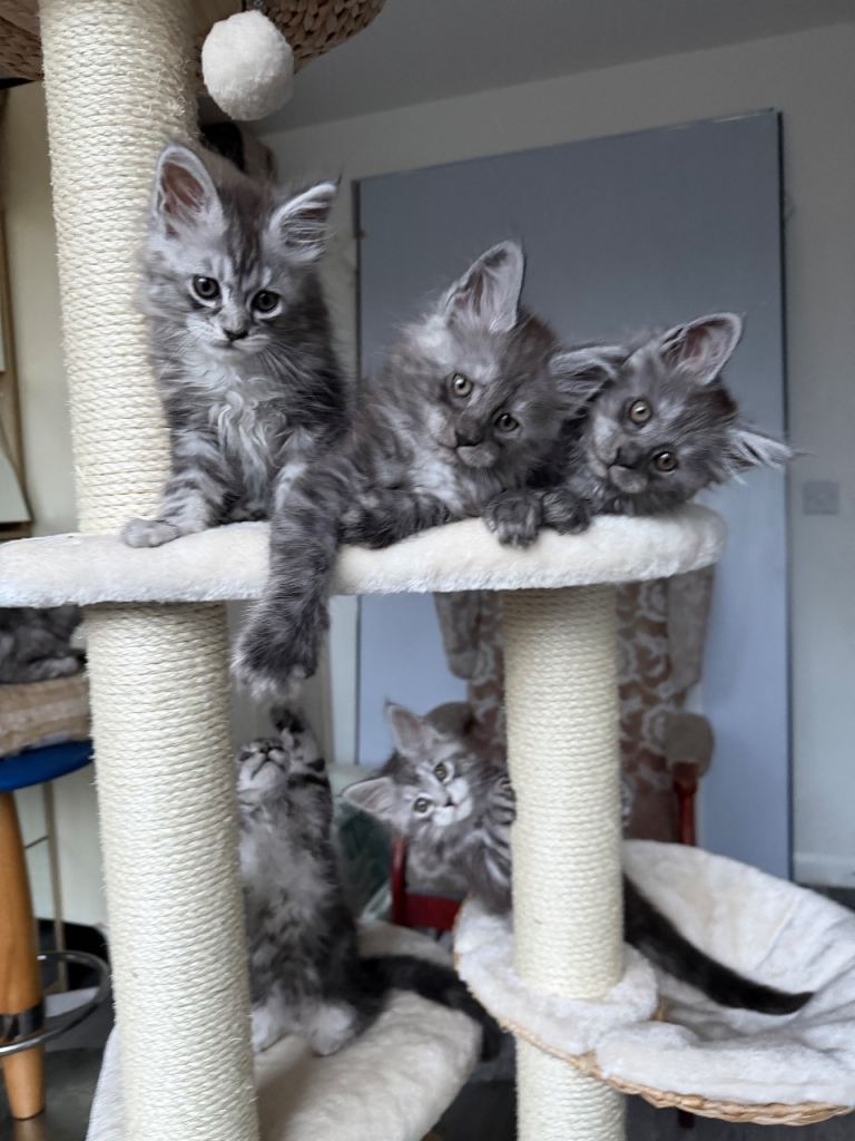 Pedigree Maine Coon Kittens, Ready now!
