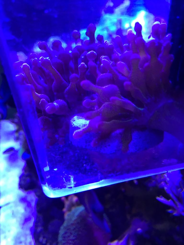Red bubble tip anemones 