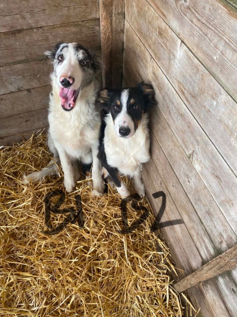 Merle Collie Pups 