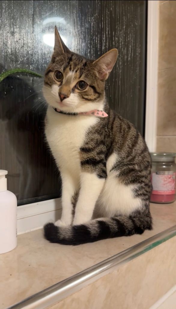 image for Male Cat For Sale