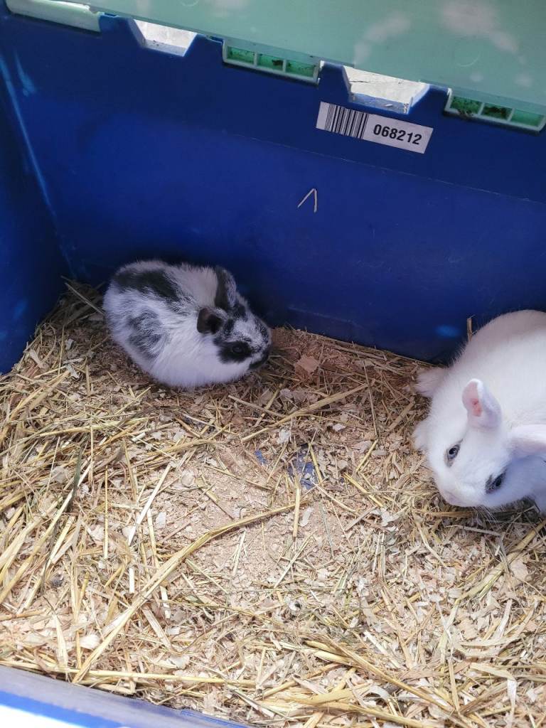 Baby rabbits 
