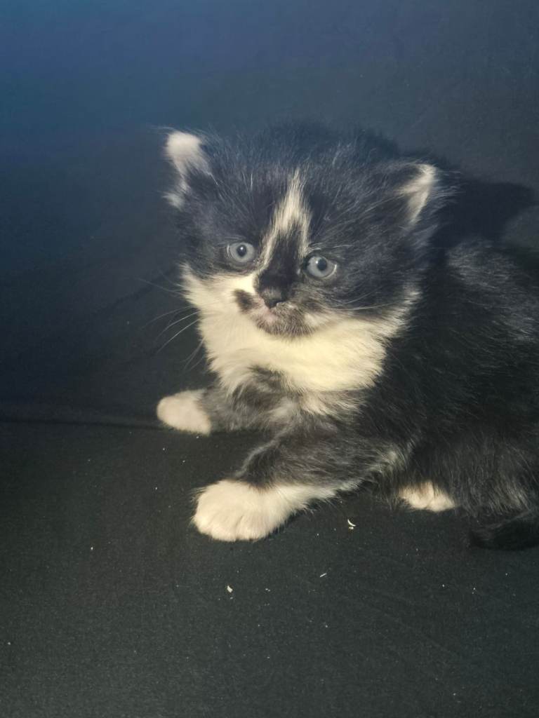 Beautiful fluffy kittens