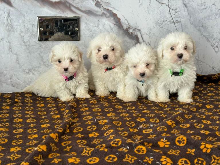 Coton du tulear pups 