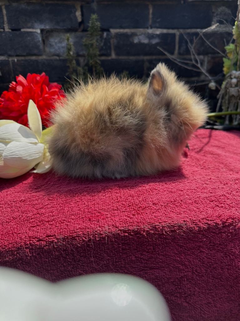 Lionhead Baby Rabbits 