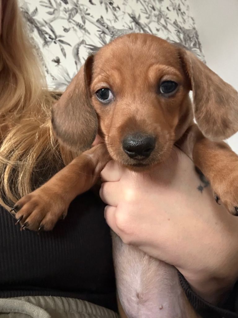 Dapple miniature dachshund 