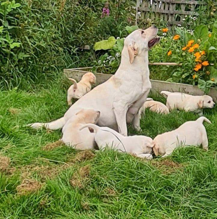 Labrador pups