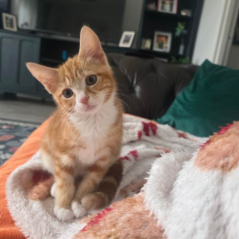 kittens  🐾