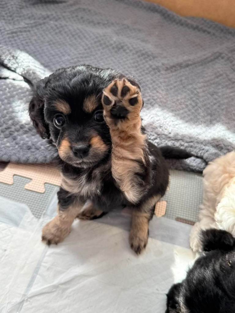 Beautiful cockapomapoo puppys 