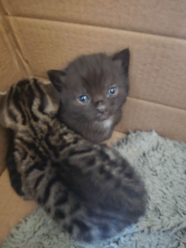Kitten