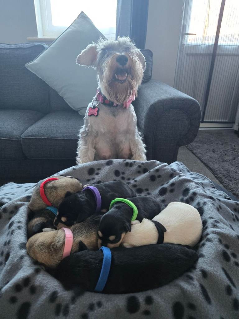 Beautiful Miniture schnauzers