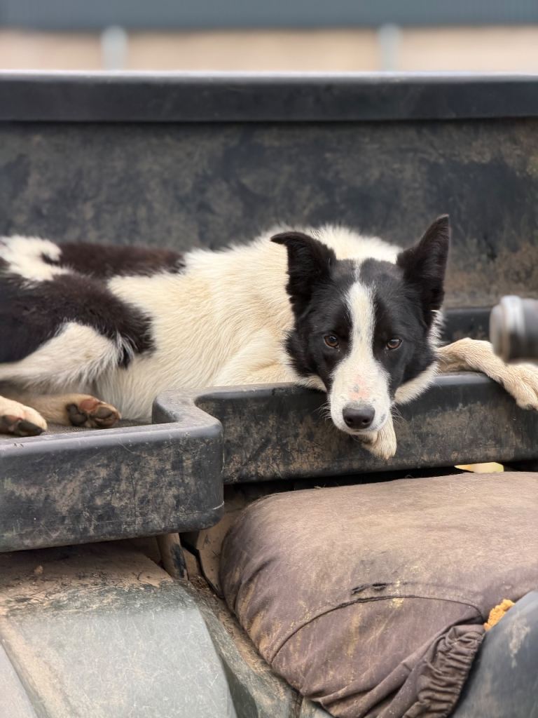 Sweet bordercollieboy looking new home 