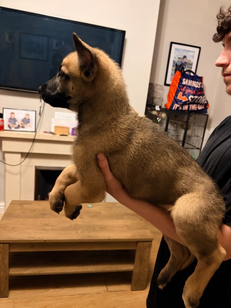 3 Belgian malinois female puppies 