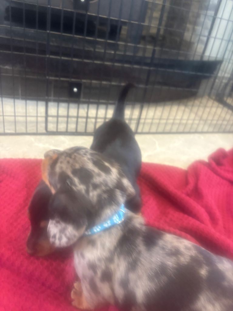 Miniature dachshund puppies 