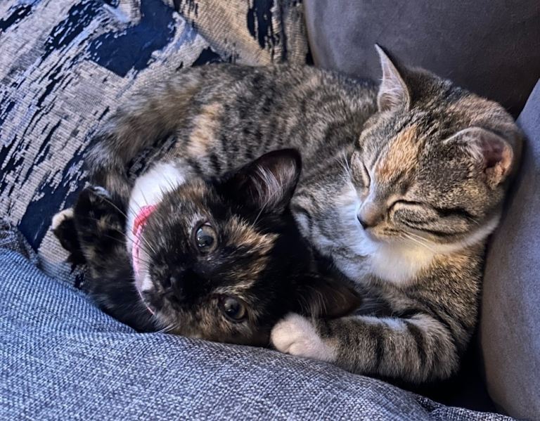 2 female kittens 16 week old