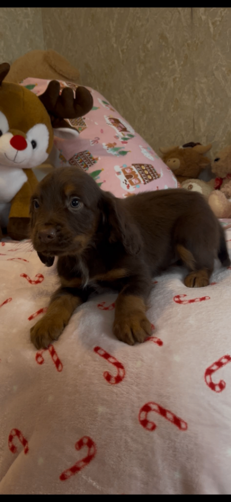 Cocker spaniel puppies
