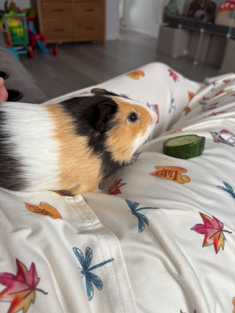 2 male guinea pigs 