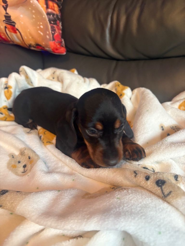 LAST 2 BOYS LEFT PRICE DROP Dachshund pups