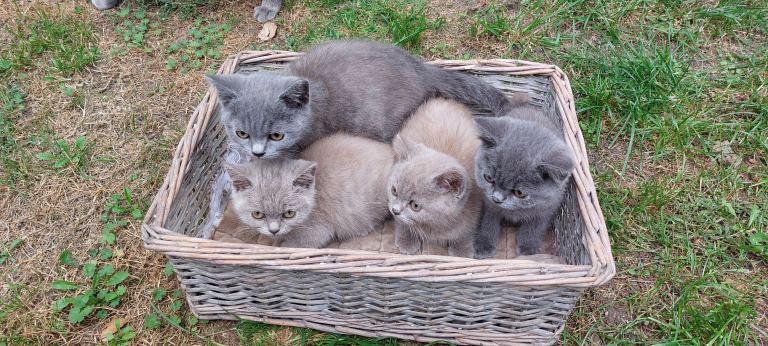 British shorthair for sale 
