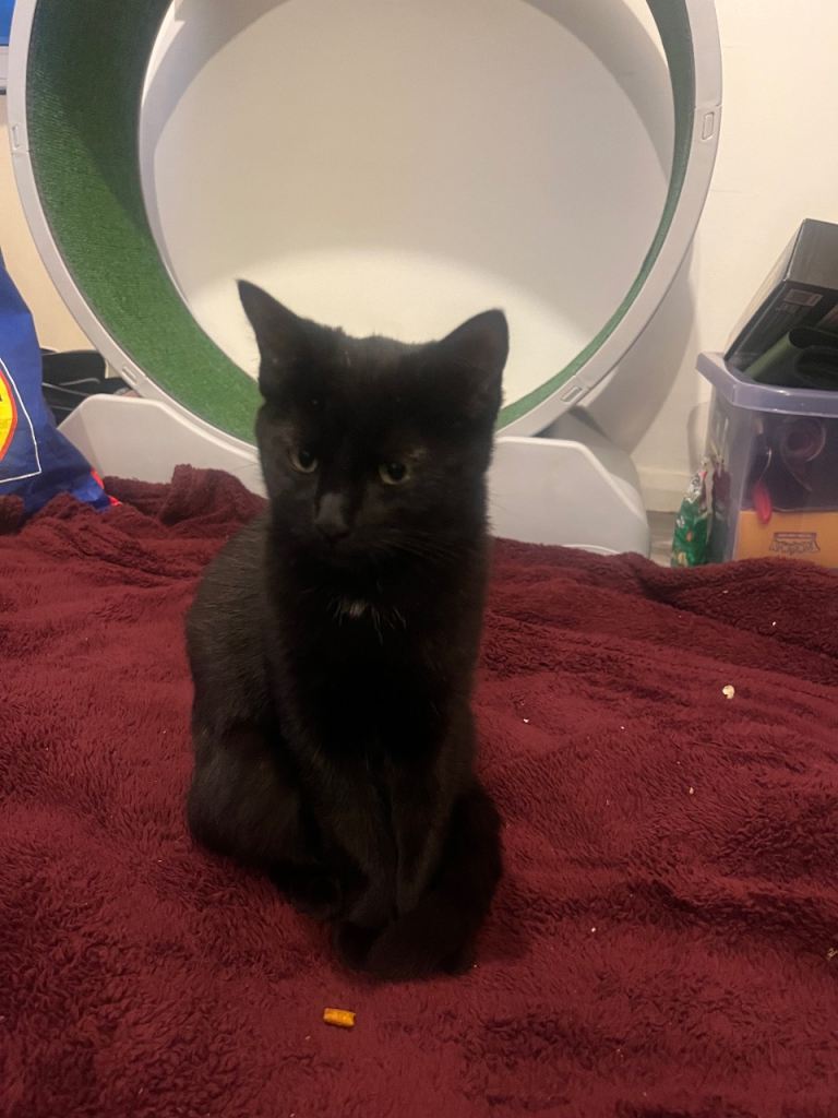 14 week old kitten 