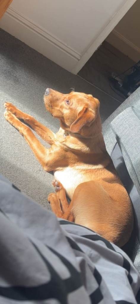 1 year old red fox lab