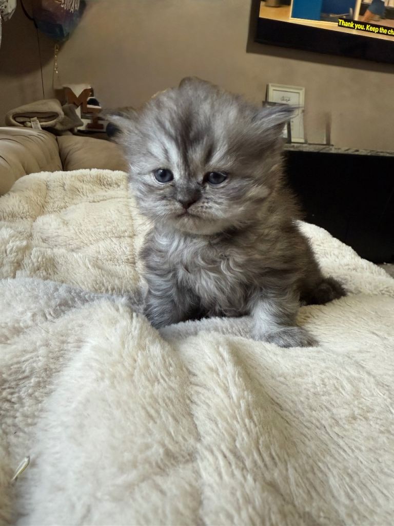 Persian kittens 