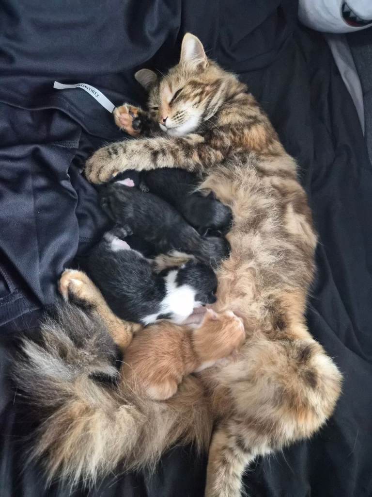 Kittens