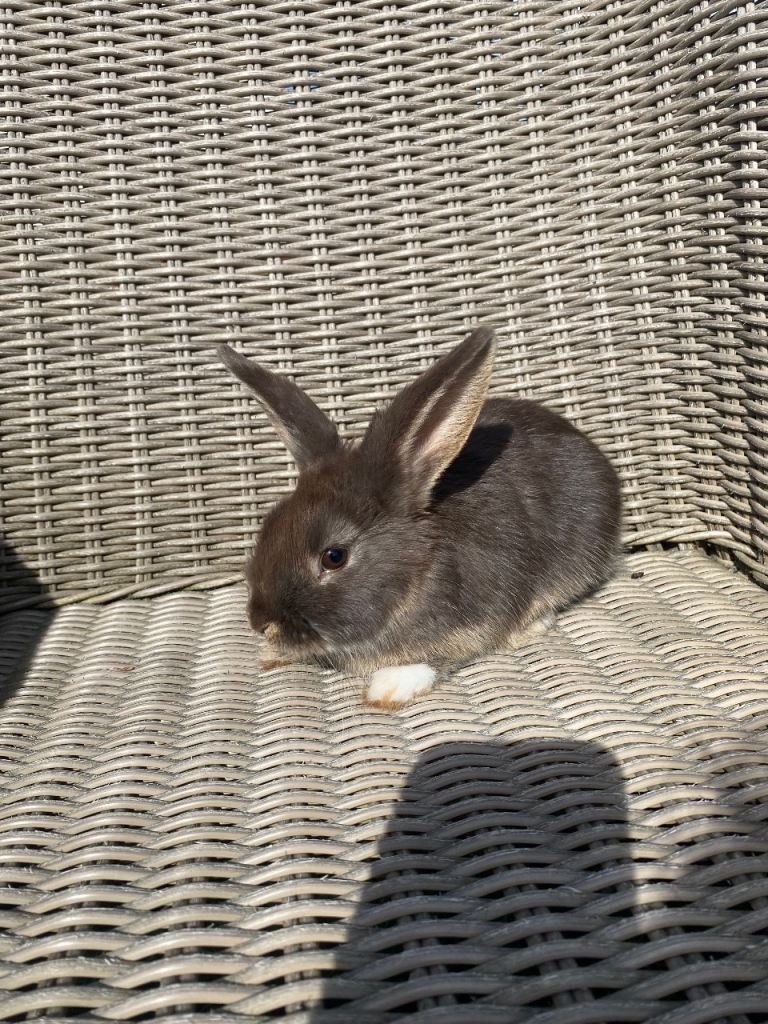 X2 female lop ear x harlequin 